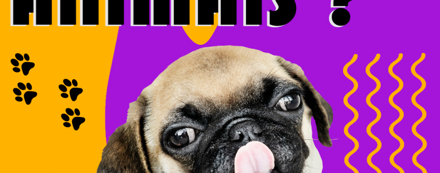 A LEI DO SILÊNCIO VALE PARA OS ANIMAIS DE ESTIMAÇÃO? A LEI DO SILÊNCIO VALE PARA OS ANIMAIS DE ESTIMAÇÃO?